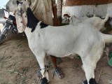 bakra