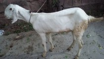 bakra