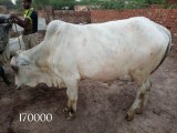 bakra