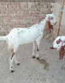 bakra