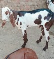 bakra