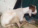 bakra