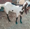 bakra