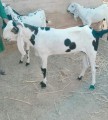 bakra