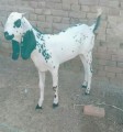 bakra