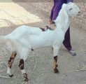 bakra