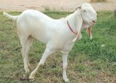 bakra