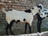 bakra