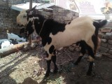 bakra