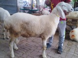 bakra