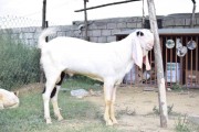 bakra