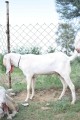 bakra