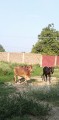bakra