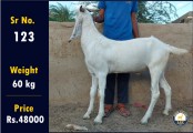 bakra