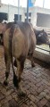 bakra