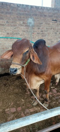 bakra