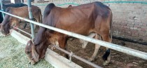 bakra