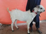 bakra