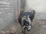 bakra