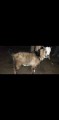 bakra