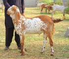 bakra