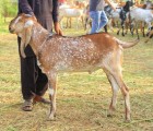 bakra