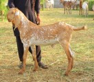 bakra
