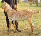 bakra