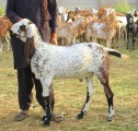 bakra