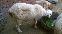 bakra