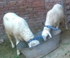 bakra