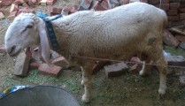 bakra