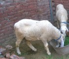 bakra