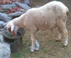 bakra