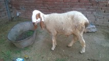 bakra