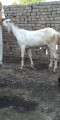 bakra