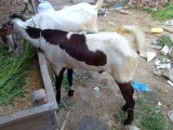 bakra