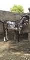 bakra