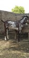 bakra