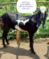 bakra