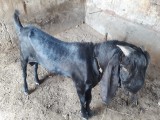 bakra