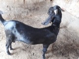 bakra