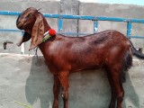 bakra
