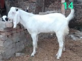 bakra