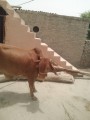 bakra