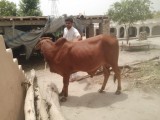 bakra