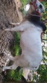 bakra