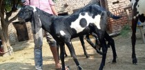 bakra