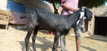bakra