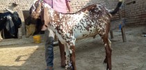 bakra